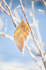 Yellow leaf, covered with frost needles on a snowy branch against the blue sky