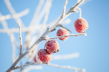 Red apples on a snowy branch covered with hoarfrost. Winter scene. Frosty day, bright blue sky.