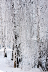 Fototapeta premium Birch branches covered with frost