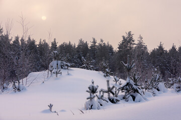 Winter forest covered with frost. Frosty winter morning. Dawn in the winter forest