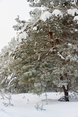A branch of pine covered with snow. Winter scene. Wallpapers, background.