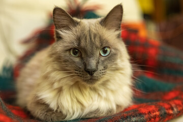 portrait of a cat