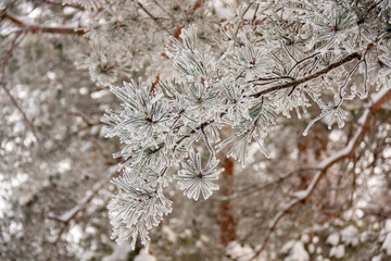 A branch of pine covered with snow. Winter scene. Wallpapers, background.