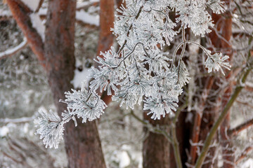 A branch of pine covered with snow. Winter scene. Wallpapers, background.