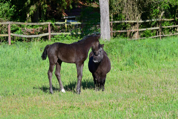 Naklejka na ściany i meble A cute black warmblood filly and a shetlandpony sniffing at each other in a green meadow.