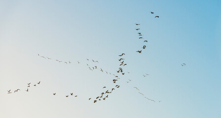 Flock of geese flying in a blue sky in bright sunlight at sunrise in winter, Almere, Flevoland, The Netherlands, February 26, 2021