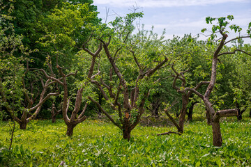 Rejuvenating pruning of old apple trees in the garden