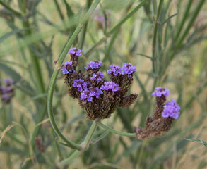 Floral. Closeup view of Verbena bonariensis, also known as purpletop, long stems and purple flowers, spring blooming in the garden.
