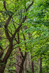 Shady forest