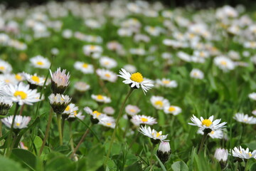 Pole Stokrotki © Iwona