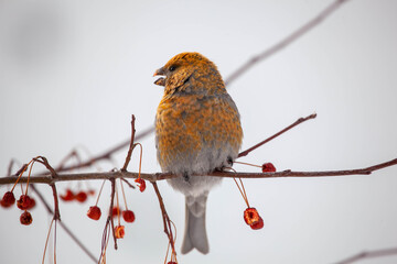 Pine grosbeak, Pinicola enucleator, female bird feeding on berries