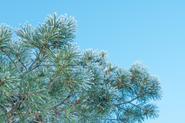 Fir tree branch with cones under the snow frost on a background of blue sky, winter tree with copy space