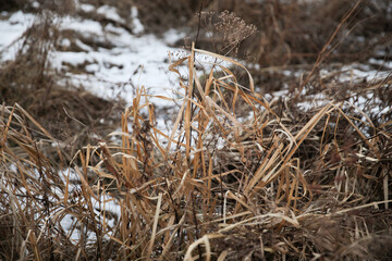 Fototapeta premium Dry grass under the snow in winter.