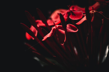 Red flowers on a black background 