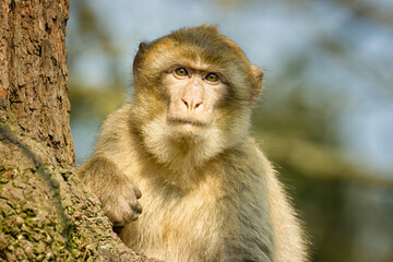 Barbary Macaque sitting in a tree at Monkey world zoo
