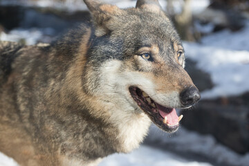 Close-up portrait of a wolf