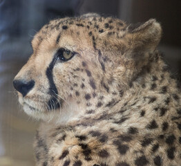 Portrait of a cheetah lying in the zoo, Acinonyx jubatus