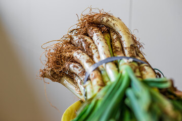A bunch of calçots. Typical char-grilled green onions from the interior region of Tarragona, Catalonia, Spain