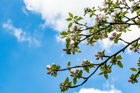 Branch blossom apple tree and blue sky with white clouds