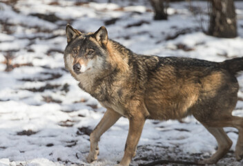 Wolf in winter scenery. Wild dog.