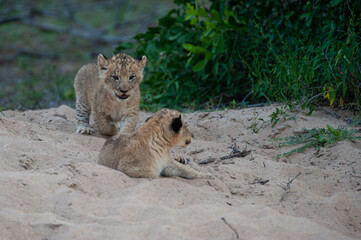 Lion Cubs seen on a safari in South Africa