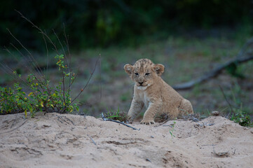 A tiny Lion cub seen on a safari in South Africa