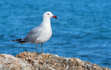 seagull on rock