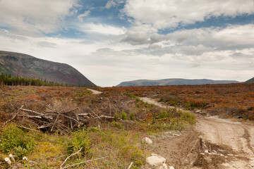 Cutting and burning of coniferous forest for clearing the territory in the mountain range Khibini Mountains