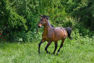 A bay horse galloping in a green meadow.