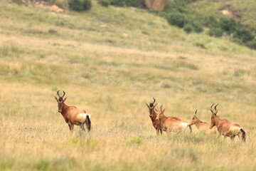 Naklejka na ściany i meble Antilope, Drakensberg, Southern African, JAR