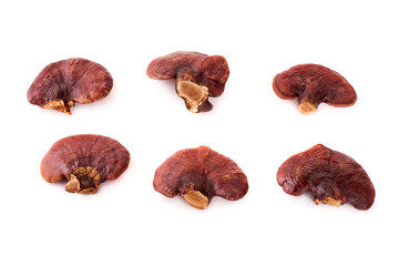 Lingzhi Mushroom Ganoderma Lucidum Isolated on white background