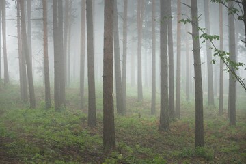 Pathway through the majestic evergreen forest. Mysterious fog. Fir, spruce, pine trees. Idyllic summer scene. Nature, ecology, environmental conservation. Dark atmospheric landscape. Panoramic view