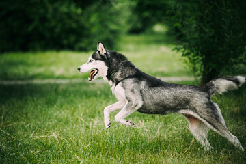 Naklejka na ściany i meble Siberian Husky Dog Funny Fast Running Outdoor In Summer Park