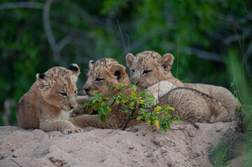 Lion Cubs seen on a safari in South Africa