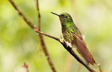 Buff-tailed coronet (Boissonneaua flavescens) Ecuador