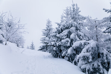 Fototapeta premium Beautiful scenic snowy landscape, White spruce and pine trees under snow, forest nature background, Frosty foggy winter day at Jested mountain, Liberec District, Czech Republic