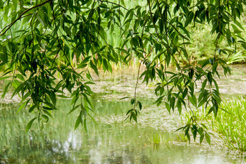 Green natural background, wallpaper. Hanging willow branches over the pond.