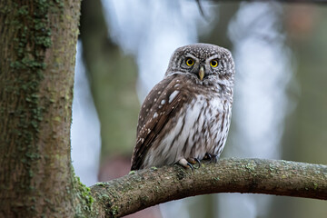 Pigmy owl
