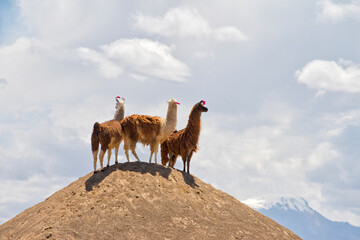 Alpacas on a hilltop, Uyuni, Potosi Department, Bolivia