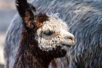 Close-up of a cute baby Alpaca.