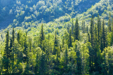 summer forest  on a mountain slope