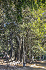 Piazza Marina - square of Palermo in the quarter of the Kalsa, within the historic centre of Palermo. Public Garibaldi Garden with oldest tree dominates the square. Palermo. Italy, Sicily.