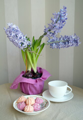 Spring blooming hyacinths, bird's nest, meringues and white mockup cup on striped background, selective focus