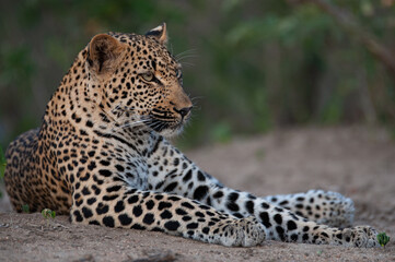 A female leopard seen on a safari in South Africa