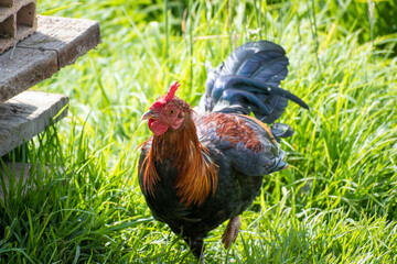 Gallo pequeño en la mañana