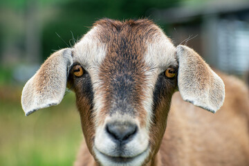 Cabra café © Jeremias