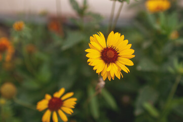 flowers of yellow marigolds grow on a flower bed