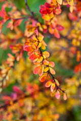 barberry branch on blurred background