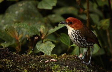 Chastnut-crowned antpitta (Grallaria ruficapilla), Andes, Ecuador