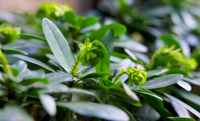 Close up of a vertical green garden